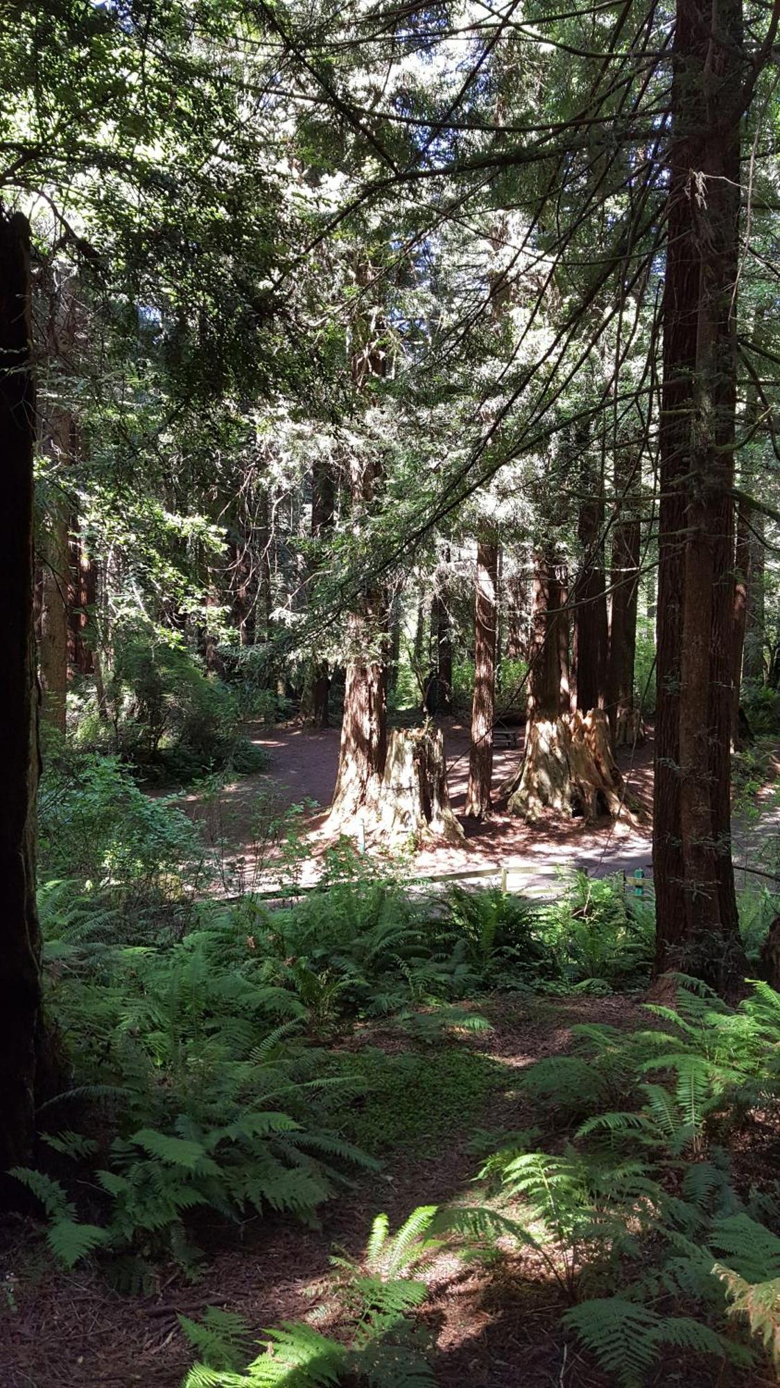 Emerald Forest Cabins Trinidad Oda fotoğraf