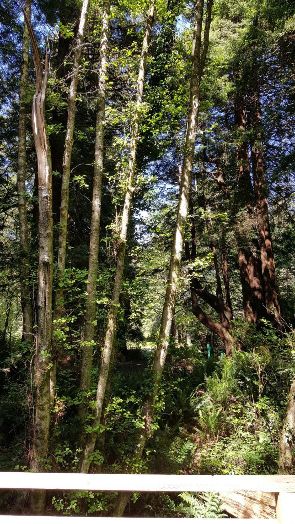 Emerald Forest Cabins Trinidad Oda fotoğraf