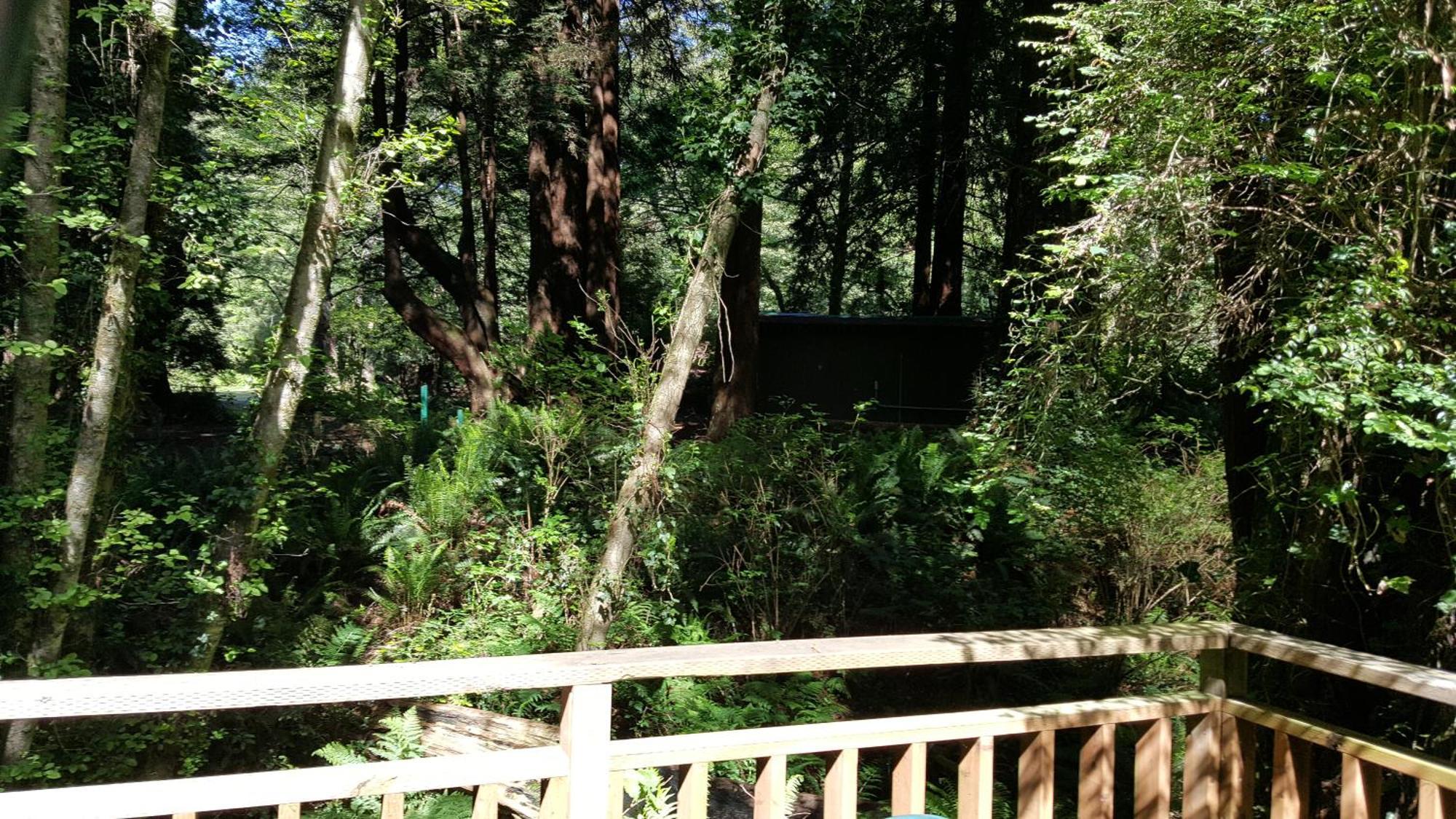 Emerald Forest Cabins Trinidad Oda fotoğraf