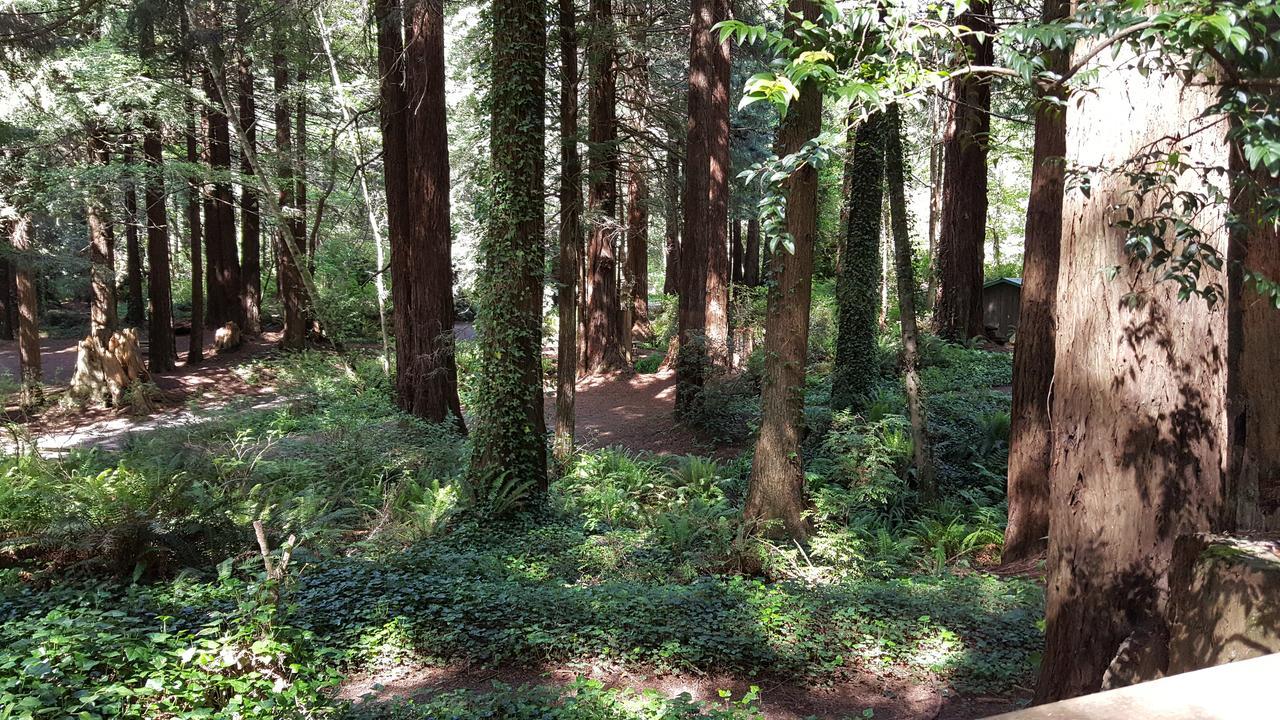 Emerald Forest Cabins Trinidad Dış mekan fotoğraf