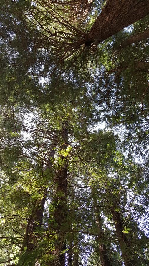 Emerald Forest Cabins Trinidad Dış mekan fotoğraf